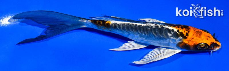 5.5" BENI KIKOKURYU BUTTERFLY