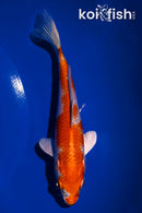 5.5" HARIWAKE