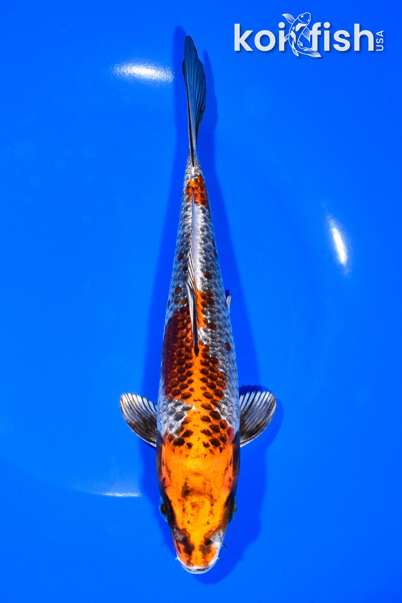 8" BENI GINGA