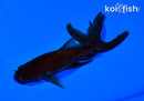 5.5" WATONAI GOLDFISH