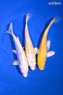 PACK OF (3) 6.5-7" STANDARD KOI