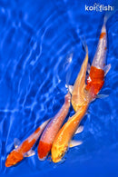 PACK OF (5) 3.5-4" STANDARD KOI