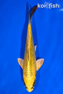 6.25" KIN KI MATSUBA