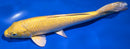 9.5" YAMABUKI OGON