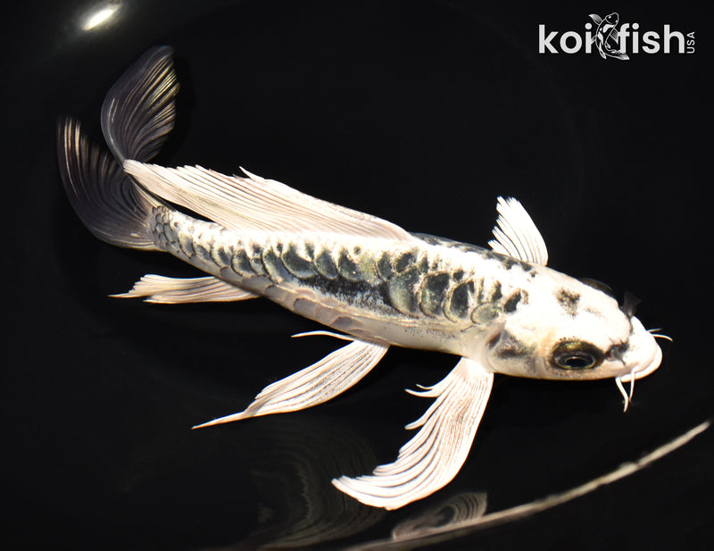 8.5" KIKOKURYU BUTTERFLY
