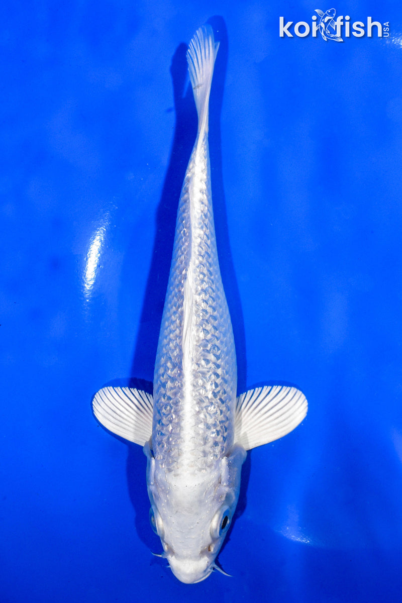 6.5" GINRIN PLATINUM OGON