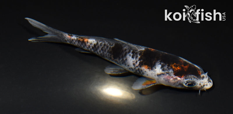 4.25" KAGE SHOWA