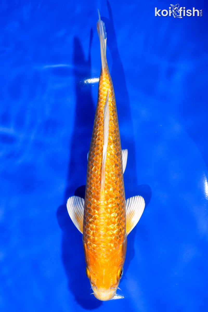 7.5" GINRIN YAMABUKI OGON