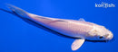 4.5" PLATINUM OGON