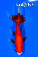 5" WATONAI GOLDFISH