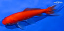 4.5" WAKIN GOLDFISH