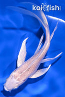 5" PLATINUM OGON BUTTERFLY