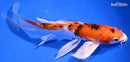 7.75" YAMATO NISHIKI BUTTERFLY