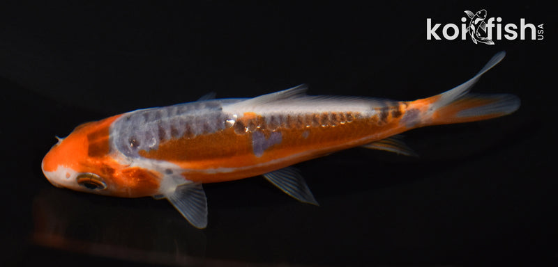 3.75" HI SHUSUI