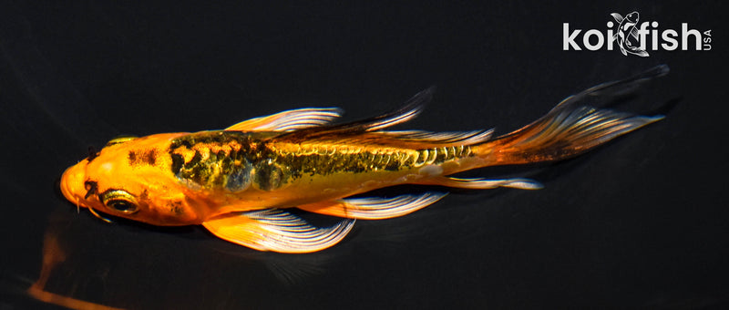 5.25" ARAGOKE ORENJI MATSUBA BUTTERFLY