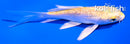 3.5" GINRIN YAMABUKI OGON BUTTERFLY