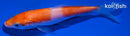 4.25" NIDAN KOHAKU