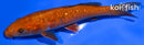 6.5" DOITSU CHAGOI