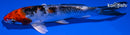 5.25" YAMATO NISHIKI