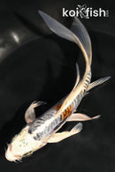 5.5" HEISEI NISHIKI BUTTERFLY