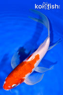 8.75" SANKE BUTTERFLY