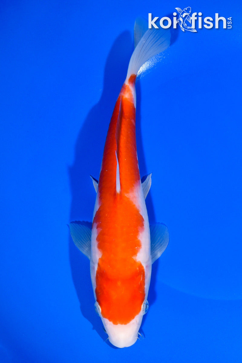 9.5" KOHAKU