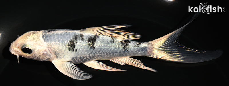5.25" GIN SHIRO BEKKO BUTTERFLY