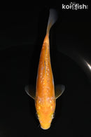 5.25" GINRIN ARAGOKE OCHIBA SHIGURE