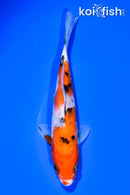 6.25" SANKE