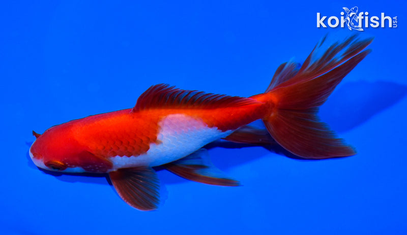 5.75" SARASA WAKIN GOLDFISH