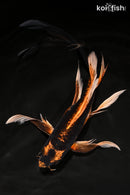 9.5" DOITSU ORENJI MATSUBA BUTTERFLY