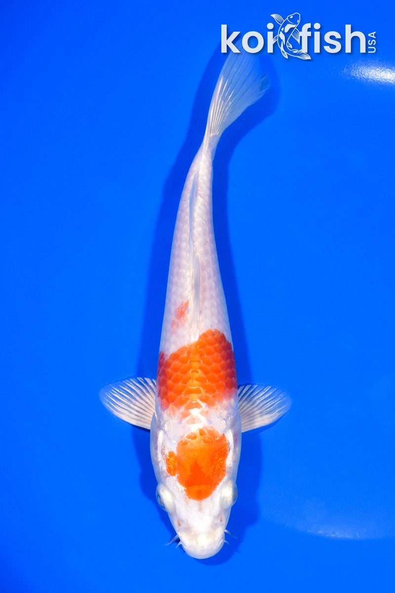 7" HARIWAKE