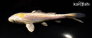 5.5" DOITSU LEMON HARIWAKE