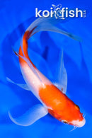 7.5" KOHAKU BUTTERFLY