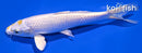 6.75" LEMON HARIWAKE