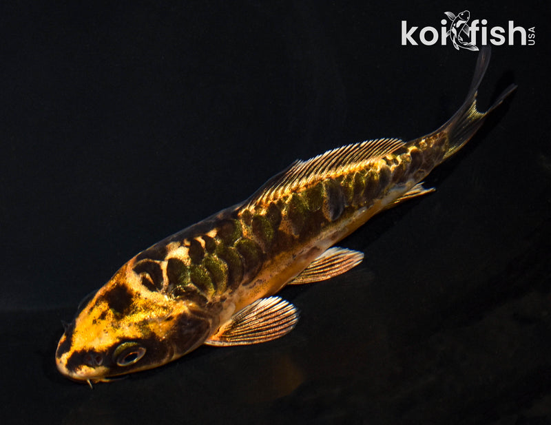 5.25" ARGOKE BENI KIKOKURYU