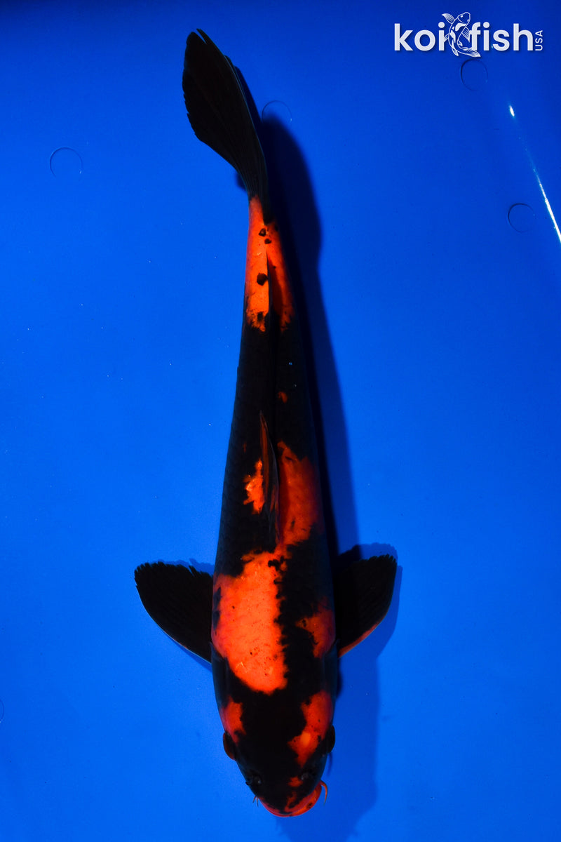 14.5" HI UTSURI