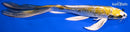 8.75" KI GINGA BUTTERFLY