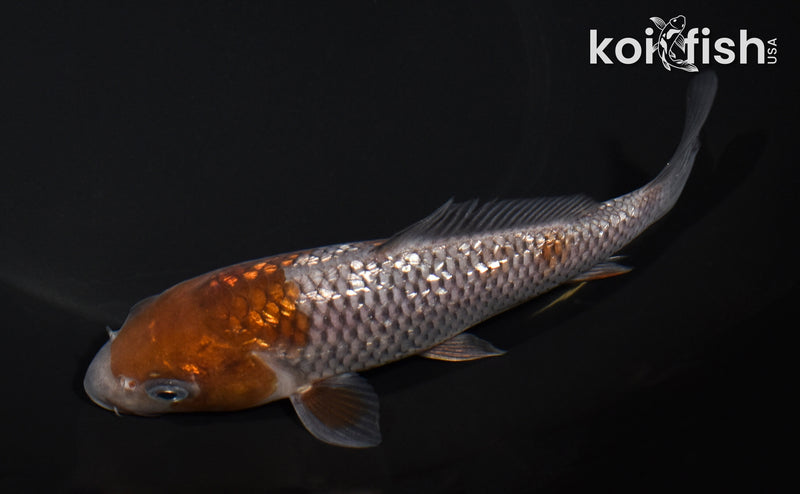 6.25" GINRIN OCHIBA SHIGURE