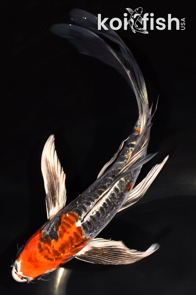 8.25" ARAGOKE BENI KIKOKURYU BUTTERFLY