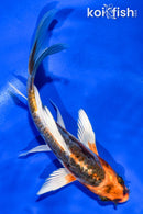 5.5" ARAGOKE BENI KIKOKURYU BUTTERFLY