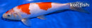 9" KOHAKU