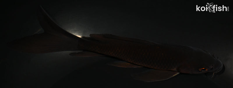 5.75" CHAGOI BUTTERFLY