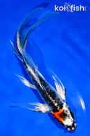 6" BENI KIKOKURYU BUTTERFLY