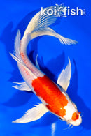 7.75" HARIWAKE BUTTERFLY