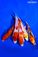 PACK OF (5) 4-5" STANDARD KOI