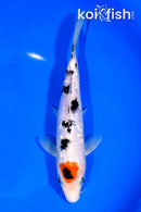 8" GINRIN TANCHO SANKE