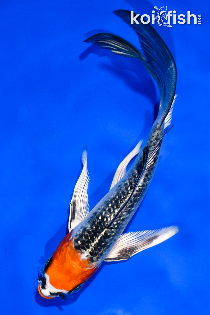 5.5" GINRIN KUCHIBENI BENI GINGA BUTTERFLY