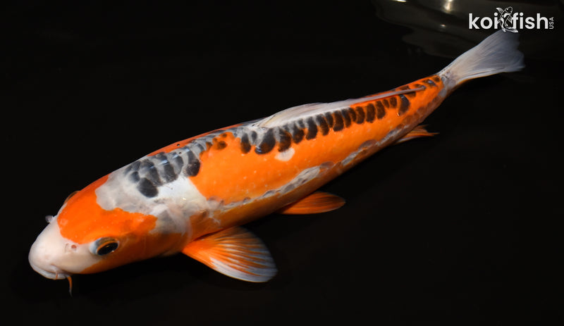 15" HI SHUSUI