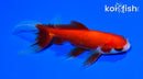 5" WATONAI GOLDFISH